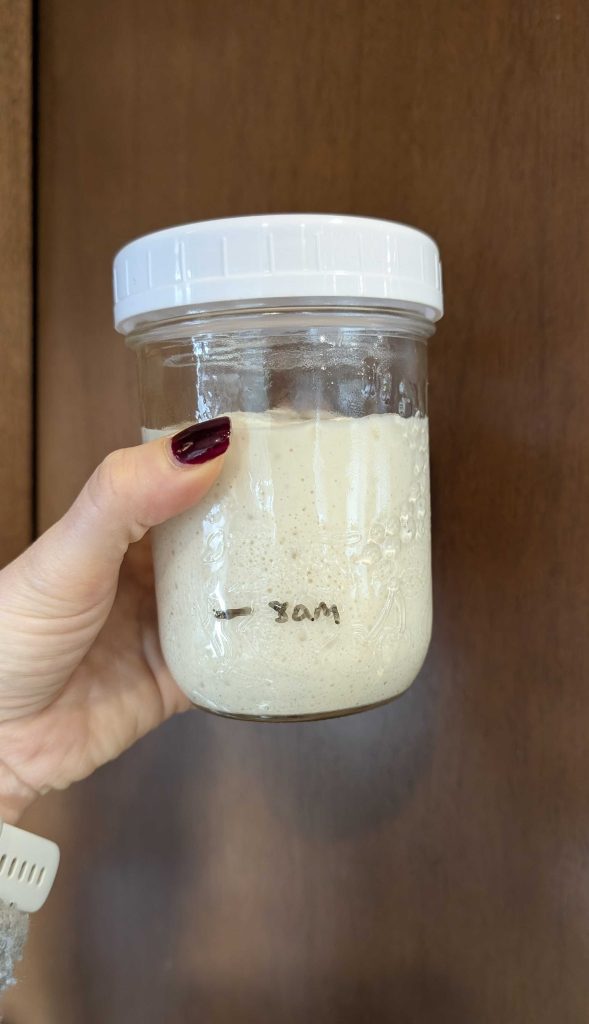 sourdough rise