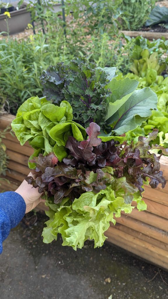 rainbow lettuce harvest